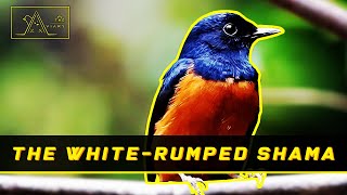 Meet The White-rumped Shama, The Chirping Prima Donna - 6th Episode