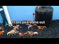 buying rare fireball crayfish