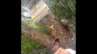 கொல்லி மலை அதிசய மூலிகை- உரோம விருட்சம் #shorts #short #shortvideo #shortsbeta #goviral