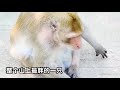 猴子会吃涂了一点芥末的香蕉吗？ kcz0ttkvvl4