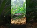 how to feed your tropical fish tank aquarium pregnantguppies rasbora neontetra tetramin flakes