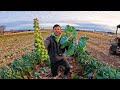 Tips & Tricks To Harvesting Brussel Sprouts