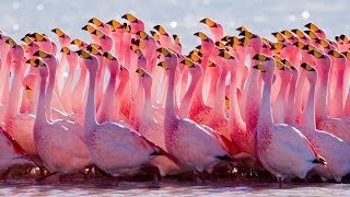 Top Ten Beautiful Flamingo- part 1