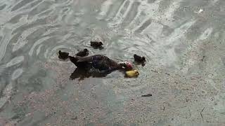 Speckled Muscovy Duck Forages in Pond with 5 Ducklings, 1 Has Yellow Feathers on Oviedo Boulevard!