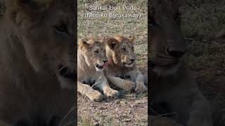 Maasai Mara Sightings Today 01/09/21 (Lion cubs, Crocodile, etc) | Zebra Plains | #Wildlife