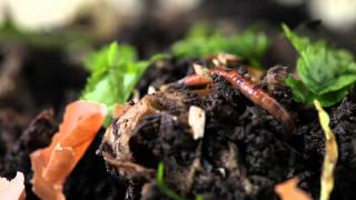 Keeping Pet Worms (Vermicomposting / Wurmkompost)