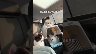 银渐层 三花猫 米努特 萌宠出道计划