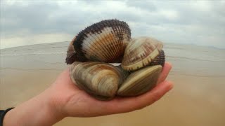 【赶海二哥】暴雨过后各种蛤蜊上岸，毛蛤、美贝、恐龙蛋，抓过瘾了