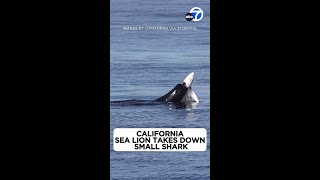 Sea lion takes down shark in dramatic attack off California coast