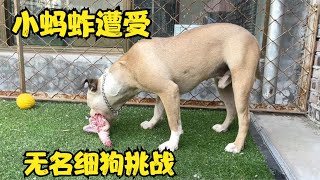 犬舍战神小蚂蚱被细狗挑战，对面声称一秒锁喉，看阿龙如何回应