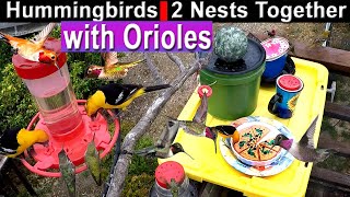 Feed Hummingbirds \u0026 Orioles Attract TONS of Birds to Feeders Nectar Recipe \u0026 ANTS \u0026 2 Nests TOGETHER