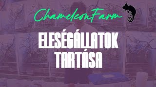 ChameleonFarm - Eleségállatok tartása