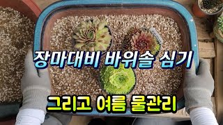 장마 앞둔 바위솔 심기와 여름나기 물관리 #바위솔 #다육이 #다육식물 #다육이키우기