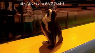 【ペンギン】ハニー誕生日・観察大好き・伊勢シーパラダイス