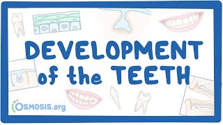 Development of the Teeth