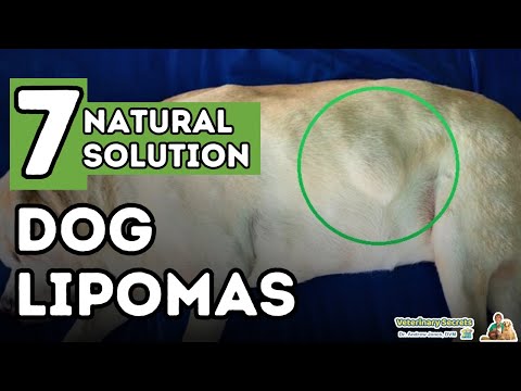 Dog Fatty Tumors: How to Tell and Treat Lipomas At Home Dog Fatty Tumors: How to Tell and Treat Lipomas At Home