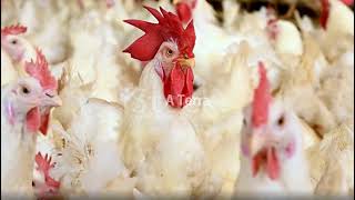 Poultry Farm Make Million Eggs and Meat - Inside Modern Chickens Farm - Poultry Farm Technology