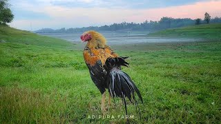 Sabana and rooster | Leung Hang Khao