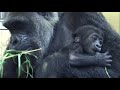 ゲンキの愛情たっぷり子育て術⭐️ ゴリラ gorilla【京都市動物園】genki s affectionate parenting techniques.