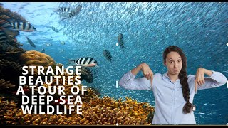 4K -Strange Beauties  A Tour of Deep-Sea Wildlife |ਅਜੀਬ ਸੁੰਦਰਤਾ ਡੂੰਘੇ-ਸਮੁੰਦਰ ਦੇ ਜੰਗਲੀ ਜੀਵ ਦਾ ਦੌਰਾ 4K