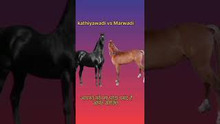 Marwadi vs kathiyawadi #horselife #horse