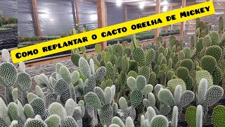 Como replantar o cacto Orelha de Mickey e Fazer Mudas (Opuntia microdasys)