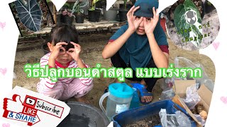 วิธีปลูกบอนดำสตูล แบบเร่งราก /เรียล่า