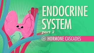 Endocrine System, Part 2 - Hormone Cascades: Crash Course Anatomy & Physiology #24