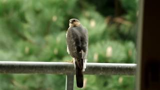 バルコニーに来たハイタカ1　Eurasian Sparrowhawk　2017 0418