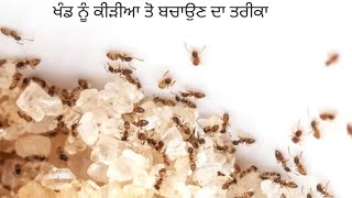 ਖੰਡ  ਨੂੰ ਕੀੜੀਆ ਤੋ ਬਚਾਉਣ ਦਾ ਤਰੀਕਾ the best way to protect sugar or sweets from ants