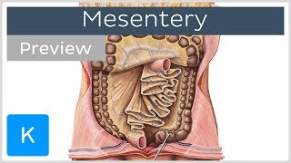 Mesentery: organ and functions (preview) - Human Anatomy | Kenhub