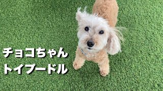 トイプードル　チョコちゃん【Toy poodle】