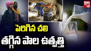 పెరిగిన చలి, తగ్గిన పాల ఉత్పత్తి | Winter Effect On Milk | BIG TV