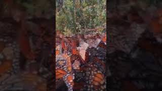 Incredible encounter with butterflies in Danish forest