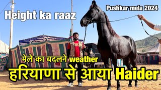 हरियाणा का हैदर | kaise kre horse breeding | Pushkar mela 2024