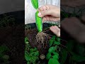 easy and fast method for growing and planting dragon fruit trees using cuttings. gardening