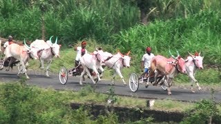 Bullock Cart Race at Nej Chikkodi बैलगाडा शर्यत