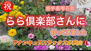 【らら倶楽部さんへ伺いました】ラナンキュラスラックス、ビオラ等、お花がいっぱい。雑貨もいっぱい。