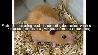 Inbreeding avoidance Top #10 Facts