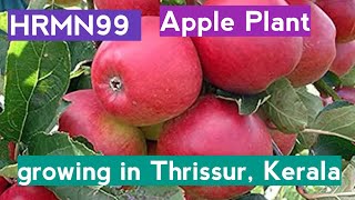 @GeorgeTheIndianFarmer HRMN99 Apple plant growing in Thrissur, Kerala.