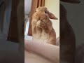 【るぅ】うさぎの可愛い仕草を見てほしい！！！！！ うさぎ rabbit bunny animal かわいいうさぎ うさぎのいる暮らし