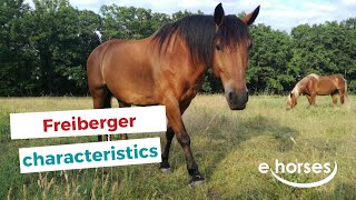 Freiberger Horse  | characteristics, origin \u0026 disciplines