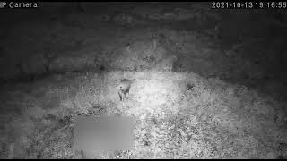 Wild boar eating grass!（猪の夫婦、草を食う！）