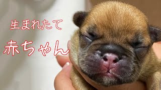 【子犬】生まれたてのフレンチブルドッグの赤ちゃん。おっぱいを飲む姿が可愛い【仔犬 frenchbulldog】