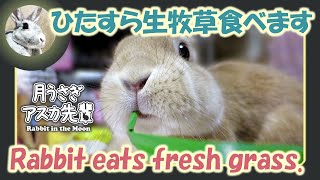 ひたすら生牧草食べます【 ウサギのだいだい 】　2020年4月17日