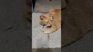 Lucky loaf! 🐱🍞