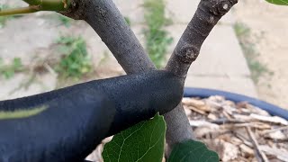 The importance of shaping young fruit trees early