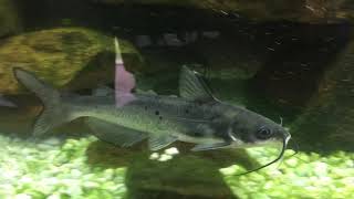 Pet Channel Catfish in native aquarium