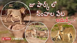 సింహం వేట || Lion Hunting At Hyderabad ZOO PARK |  VMedia |