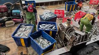 春末 還看得到肥鯖魚 巨大石喬來也 Fat mackerel and huge Malata kingfish, 梗枋漁港 龜山島定置漁場 seafood fishport fishground 4K